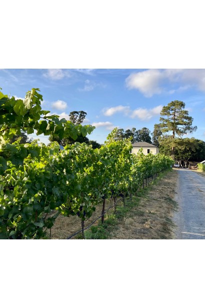 Посадка винограда Айвенго на обои.